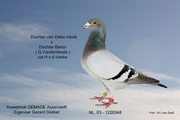NL_03_1228348
