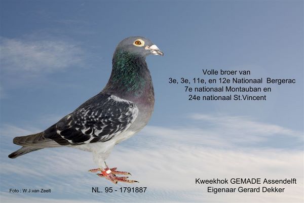 NL_95_1791887