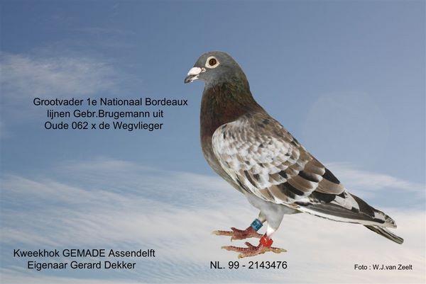 NL_99_2143476